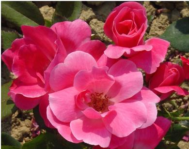 knockout pink rose roses knock